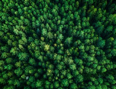 arbres | environnement | forêt | bois | écosystème | développement durable | vert | feuilles