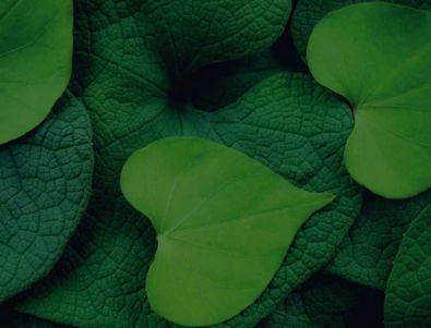 feuilles | cœur | vert | nature | plante | durable