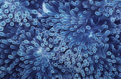 bleu | océan | mer | marine | eau | récif