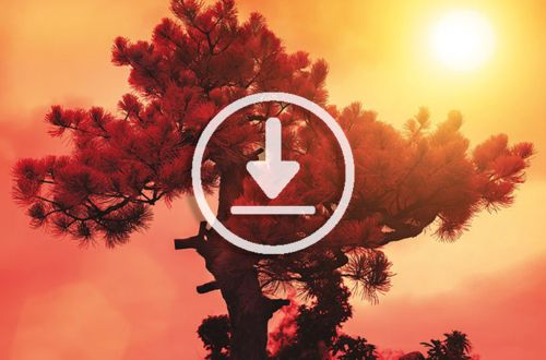arbre coucher lever soleil